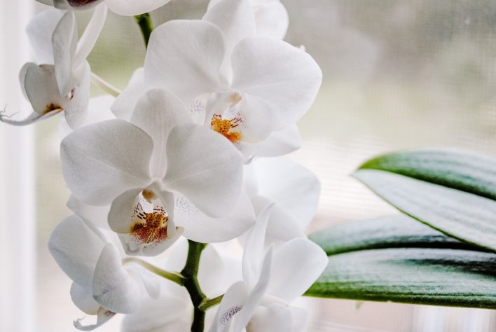 Orquideas