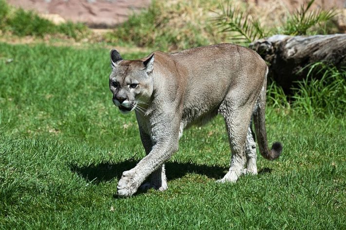 Puma - onça parda
