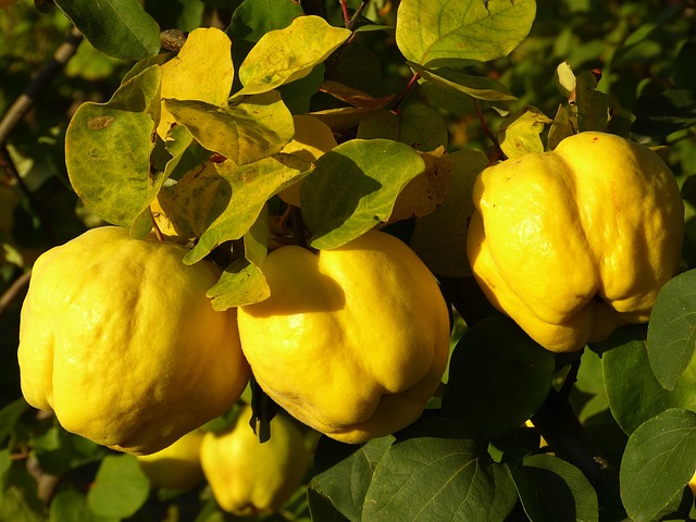 Marmelo - Muito rico em pectina, o marmelo acaba sendo ideal para o preparo de  geleias mais firmes. E tem uma importante função para regularizar o funcionamento do intestino.