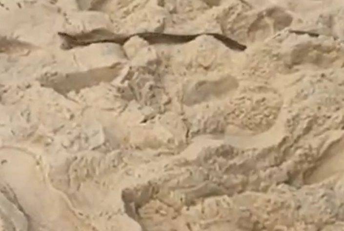 Serpente é avistada em areia de praia no RJ