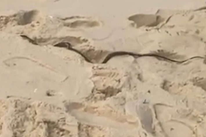 Serpente é avistada em areia de praia no RJ