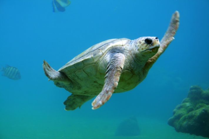 Tartaruga no mar