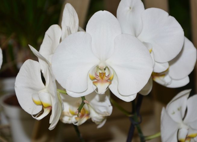 Orquideas