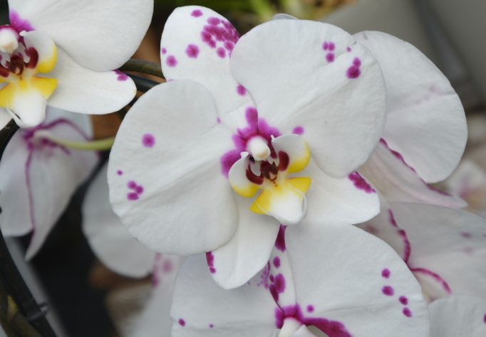 Orquideas
