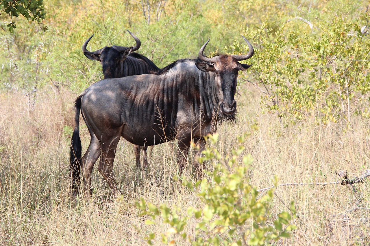 O estilo de vida do empresário lhe rendeu uma notoriedade bem negativa na internet. E ele acabou sendo morto a tiros de rifle, tal como fazia com os animais.  Naude não apenas caçava animais silvestres como tinha uma empresa de turismo que proporcionava excursões para pessoas interessadas em ter a experiência de matar animais. 