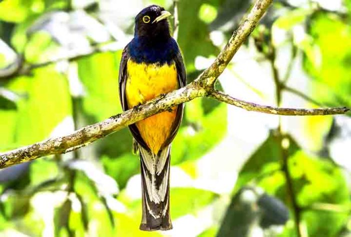 Aves na Mata Atlântica