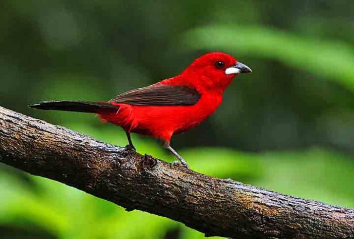 Aves na Mata Atlântica