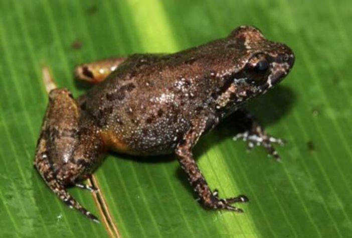 Neblinaphryne imeri (Sapo Animal ) - No alto da Amazônia, surge uma nova espécie de sapo animal - Reprodução USP Foto: Leandro Moraes