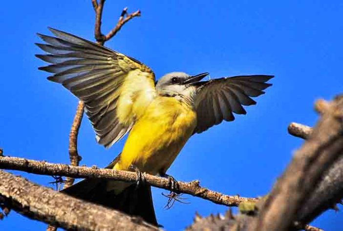 Suiriri - Espécies de aves da Mata Atlântica