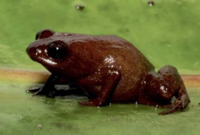 Sapo, perereca e rã
