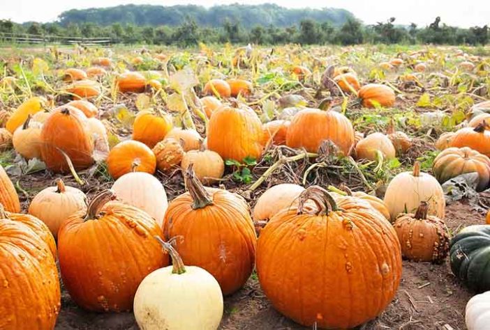 Abóbora no Halloween