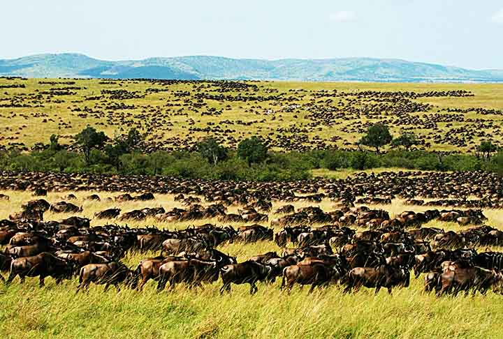MASAI MARA NATIONAL RESERVE (Narok, QuÃªnia) - Criado em 1961. Conhecido principalmente pela migraÃ§Ã£o anual dos gnus.