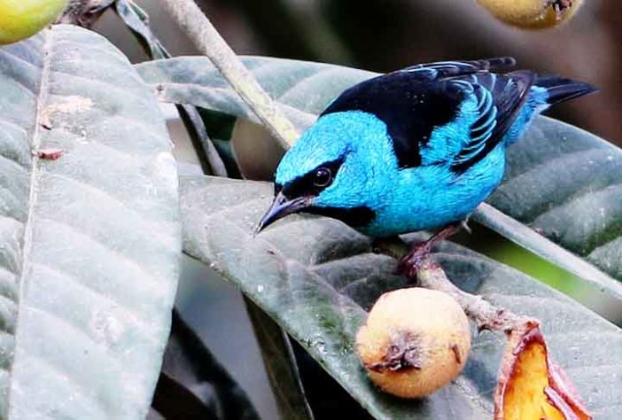 Aves na Mata Atlântica