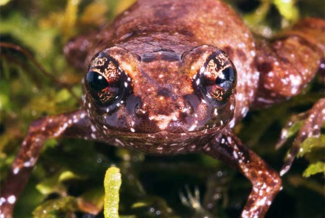Sapo, perereca e rã: saiba as diferenças entre os anfíbios