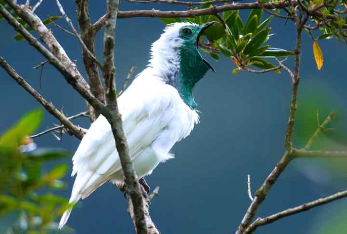 Aves na Mata Atlântica