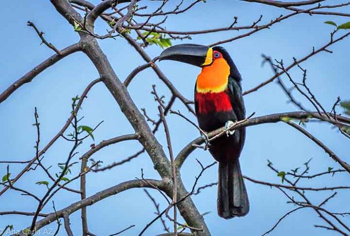 Aves na Mata Atlântica