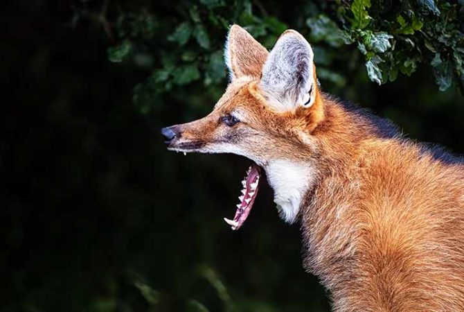 Animais ‘vampirescos’? Veja espécies que têm dentes afiados