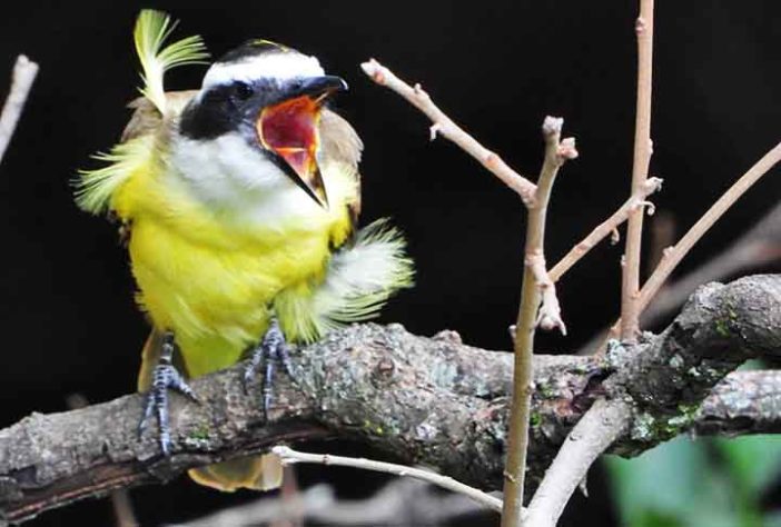 Aves na Mata Atlântica
