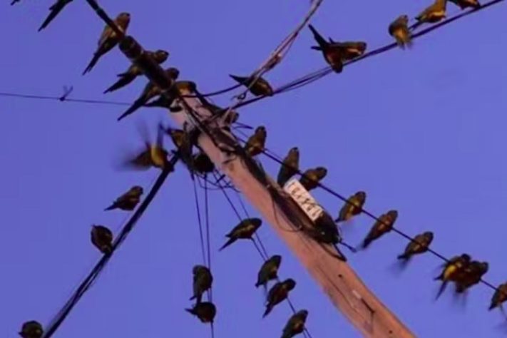 Invasão de papagaios causa transtorno em cidade da Argentina