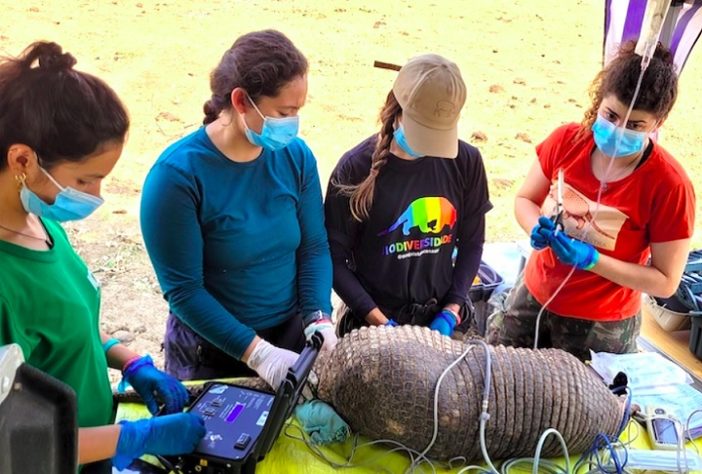 Pesquisadores encontram maior tatu-canastra da história do Pantanal