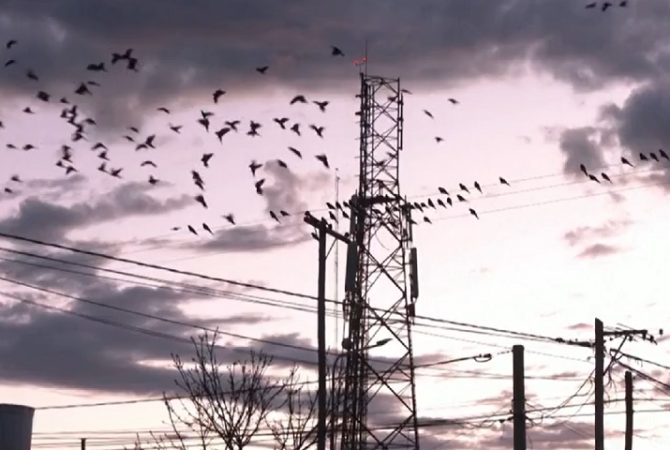 Papagaios causaram caos com invasão em massa na Argentina