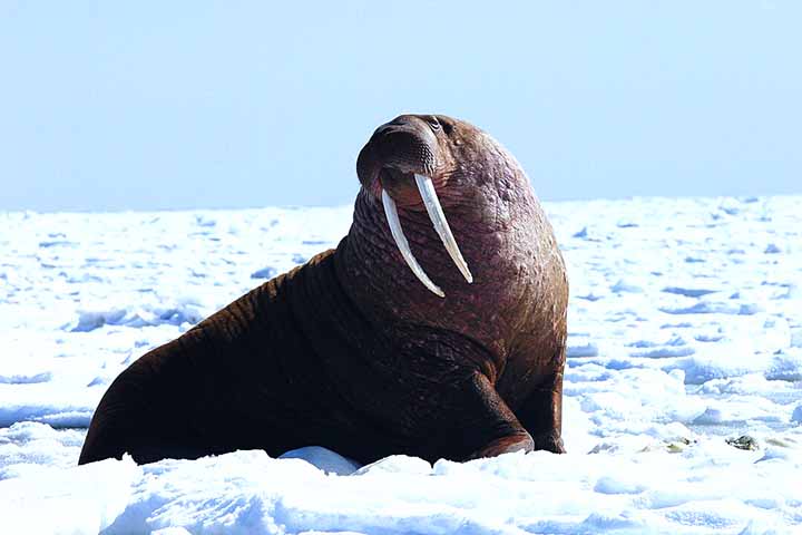 Morsa - Habita as Ã¡guas geladas do Ãrtico e subÃ¡rctico, em regiÃµes da RÃºssia, CanadÃ¡, Noruega e Alasca. 