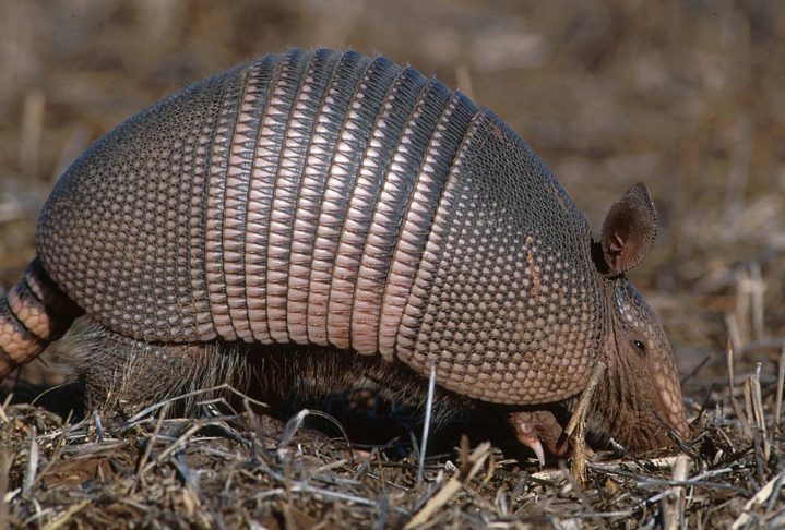 <p>Essa estrutura serve como uma eficaz proteção contra predadores, além de auxiliar na regulação da temperatura corporal. </p>
