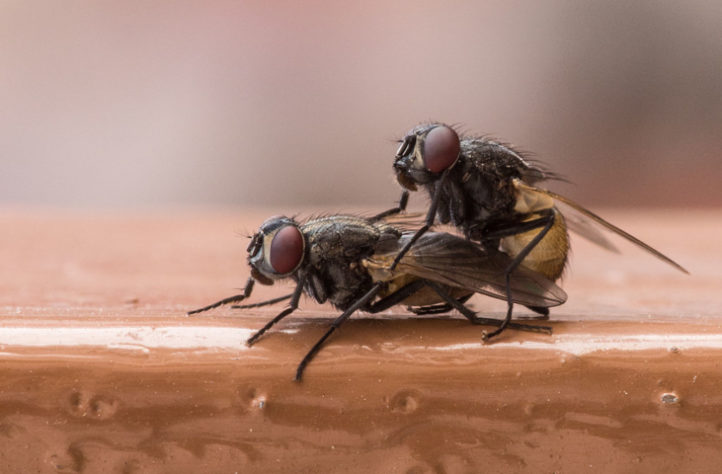 Mosca inseto