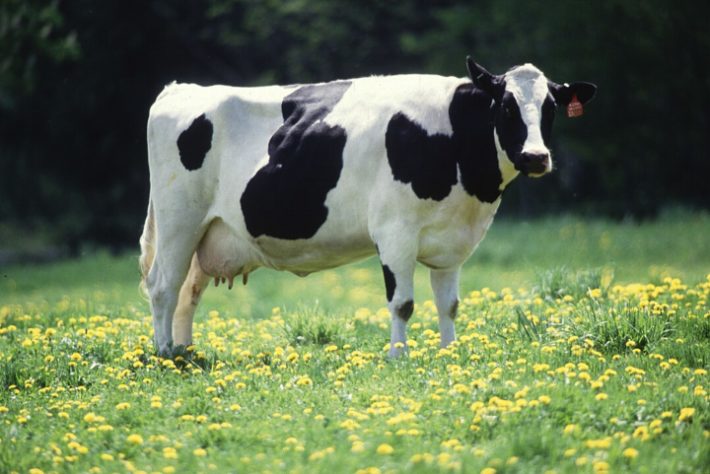 vaca leiteira holandesa