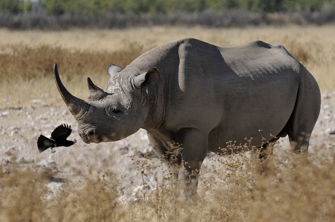 Mas... e o rinoceronte? A espécie, ainda hoje, tem um único chifre . Atualmente, existem cinco espécies:  o rinoceronte-branco  e o rinoceronte-negro, que habitam a África; e outros três que são da Ásia:  rinoceronte-de-sumatra,  e o rinoceronte-indiano.