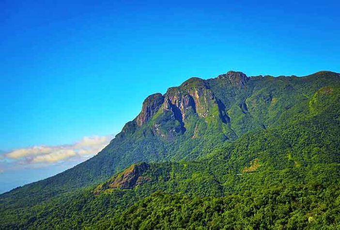 Aves na Mata Atlântica