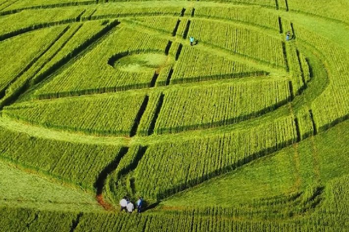 Agroglifo misterioso surge em plantação em SC