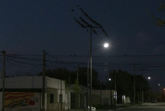 Invasão de papagaios causa transtorno em cidade da Argentina