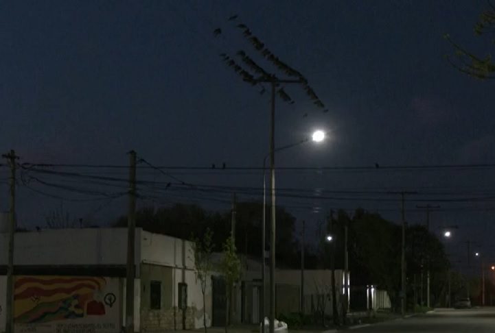 Esses carismáticos psitacídeos causam transtornos ao morderem cabos elétricos, provocando apagões frequentes.