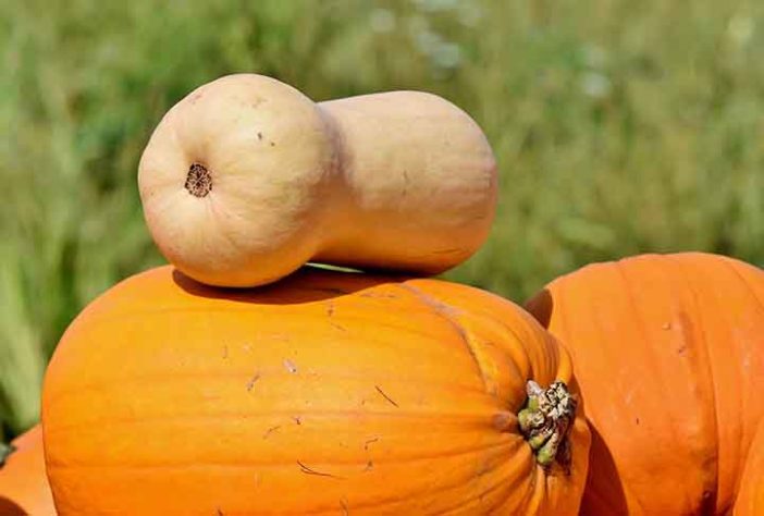 Abóbora no Halloween