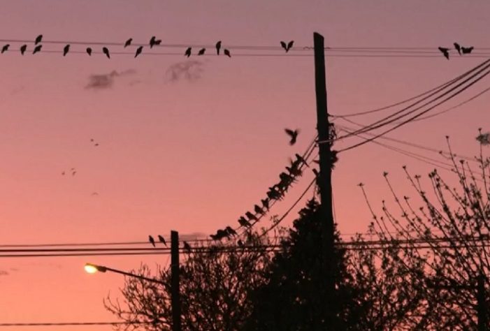 Invasão de papagaios causa transtorno em cidade da Argentina