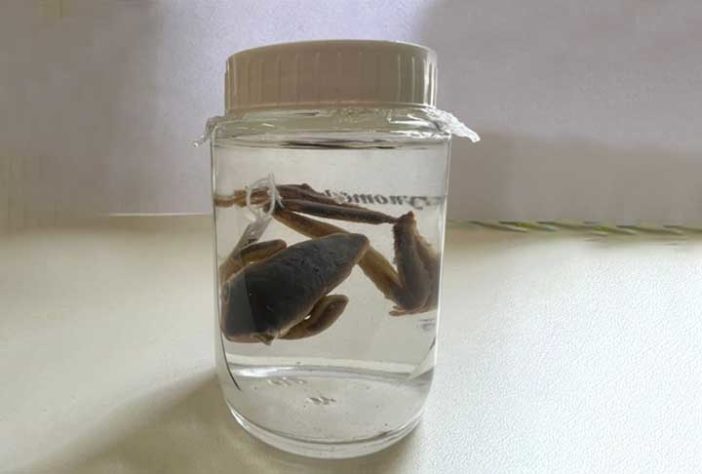 Sapo, perereca e rã