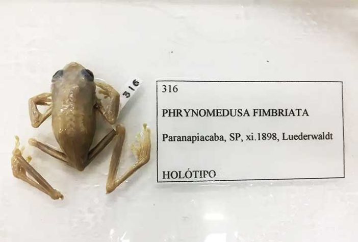 Sapo, perereca e rã