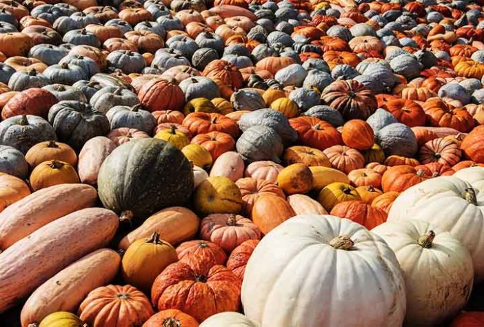 Abóbora no Halloween