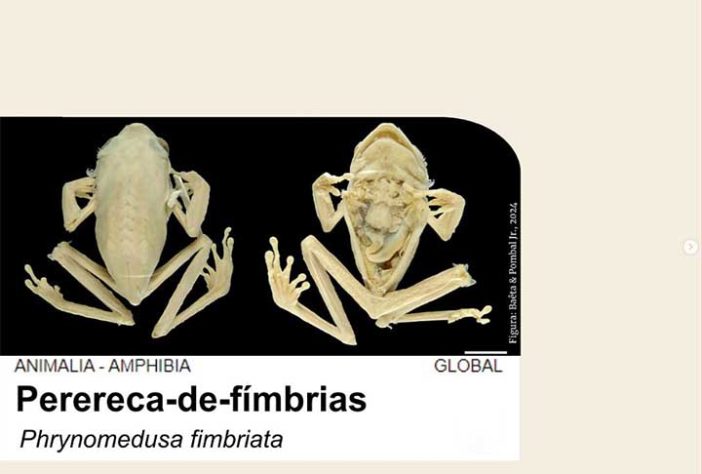 Sapo, perereca e rã