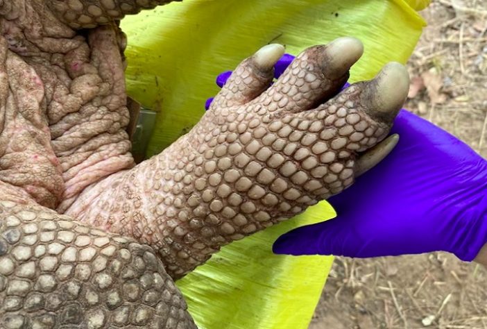 Pesquisadores encontram maior tatu-canastra da história do Pantanal