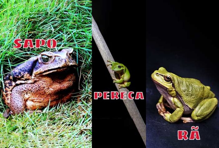Sapo, perereca e rã