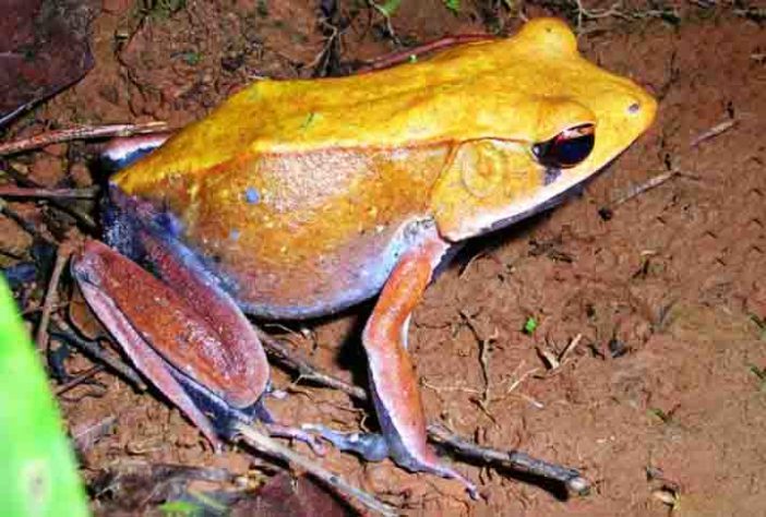 Sapo, perereca e rã