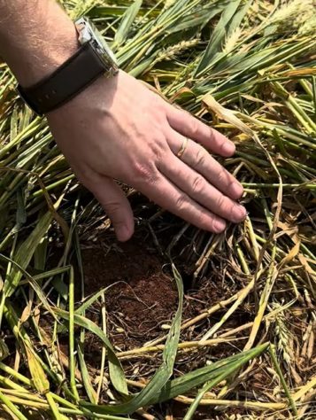 Agroglifo misterioso surge em plantação em SC