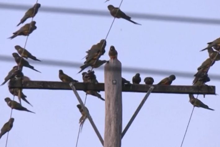 Invasão de papagaios causa transtorno em cidade da Argentina
