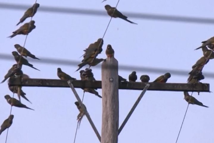 Além disso, enlouquecem os habitantes locais com seus gritos incessantes e a constante 