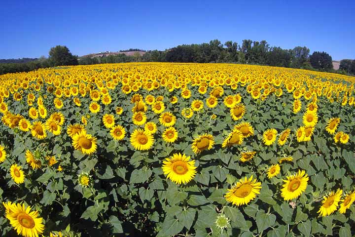 6- Campos de girassol da Toscana, Itália - Eles estão localizados em várias cidades da região, como San Gimignano, Volterra e Pienza.