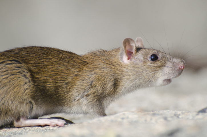 A maior preocupação é justamente pelo fato de a ilha ser um refúgio para diversas espécies de aves, já que ratos se alimentam de ovos, filhotes e até de adultos, dependendo da espécie. - freepik wirestock