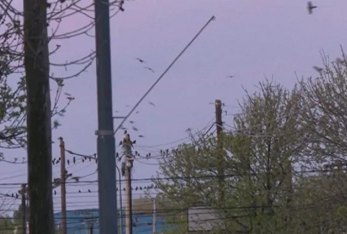 Invasão de papagaios causa transtorno em cidade da Argentina