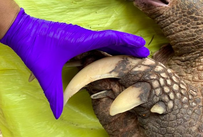 Pesquisadores encontram maior tatu-canastra da história do Pantanal
